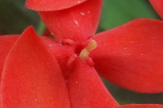 Ixora casei red