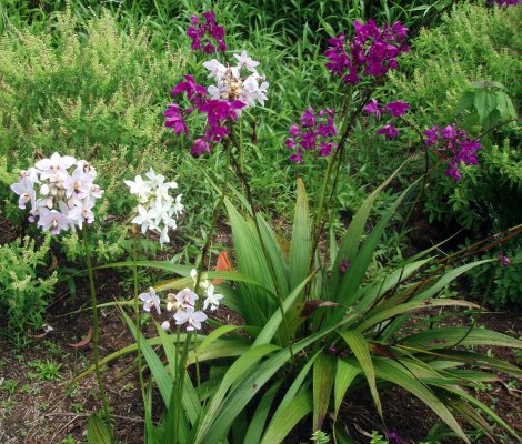 200709131212 ground orchid white with purple highlights