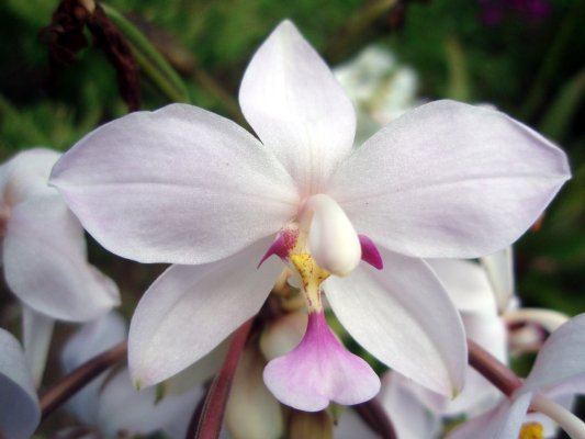 200709131216 ground orchid white with purple fringes