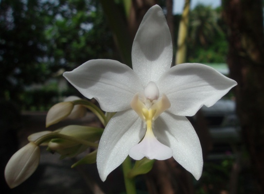 Spathoglottis plicata