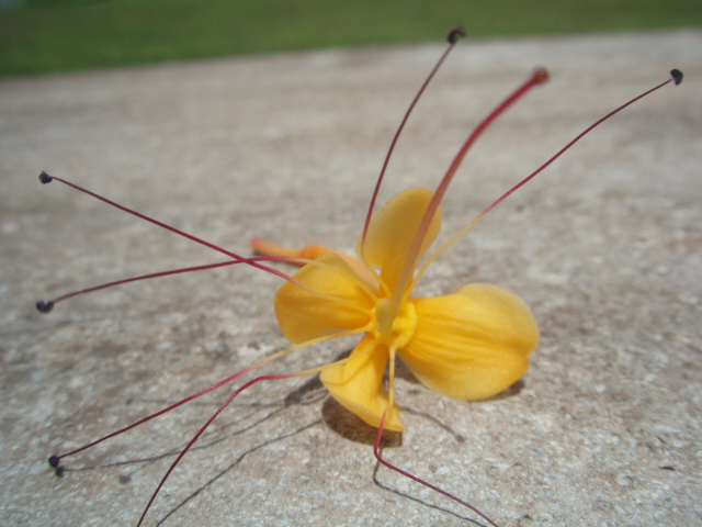 Saraca asoca (Roxb.) Wilde, Saraca indica Linnaeus