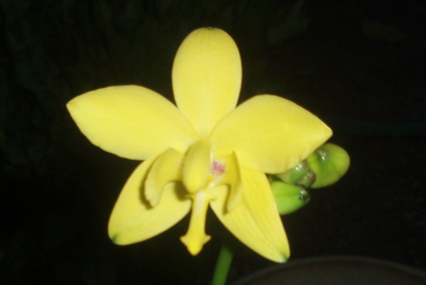 yellow variant
