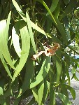 Leaves and seed pod.