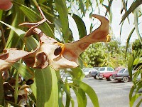 Opened seed pod.