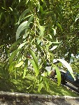 Branches have a hanging habit at ends.