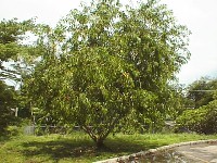 Shrub becomes tree with age.