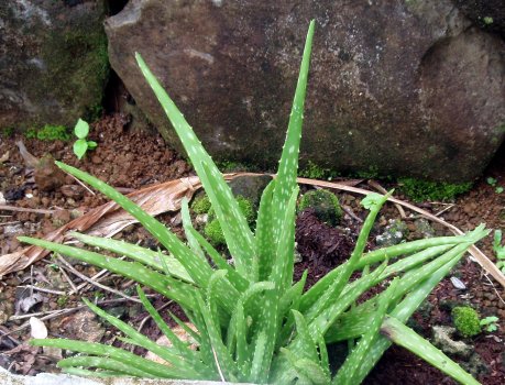 Aloe vera