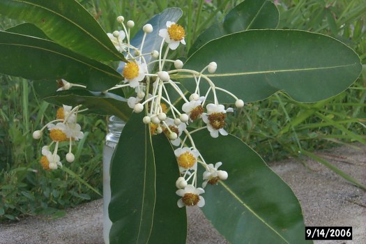 Calophyllum inophyllum