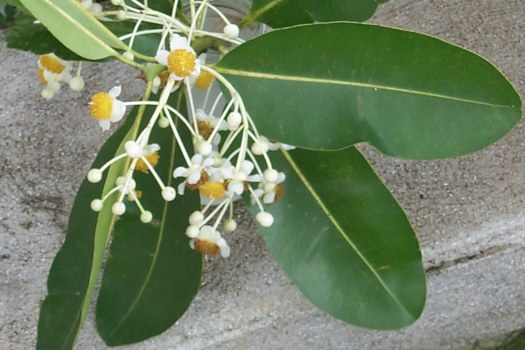 Calophyllum inophyllum