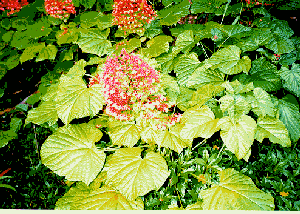 Clerodendrum paniculatum