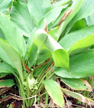 curcuma_longa (44K)