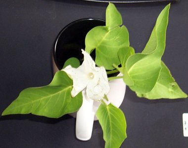 ipomoea_white (20K)