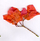 Bougainvillea spectabilis