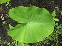 Colocasia esculenta