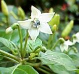 Capsicum frutescens