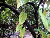 Dioscorea spp.