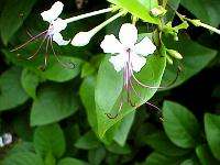 clerodendrum inerme