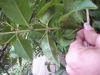 clerodendrum inerme