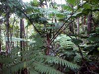 Cyathea nigricans