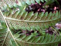 Cyathea nigricans