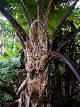 Cyathea nigricans