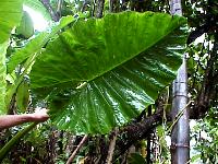 Alocasia macrorrhizos