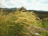 Naimy with Pennisetum grass