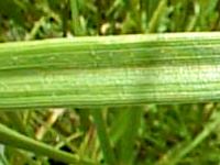 Naimy with Pennisetum grass