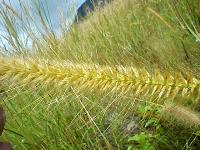 Naimy with Pennisetum grass