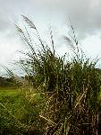 Saccharum spontaneum