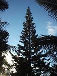 Araucaria columnaris