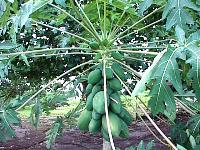 Carica papaya