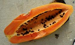 Carica papaya