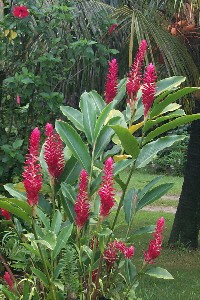 alpinia_purpurata_etscheit.jpg (35289 bytes)