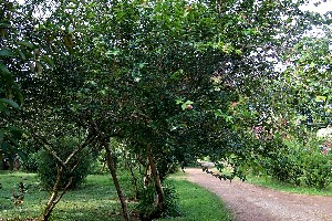 cherry01_graham.jpg (43481 bytes)