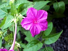 graham_purple04.jpg (21570 bytes)