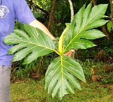 Artocarpus altilis