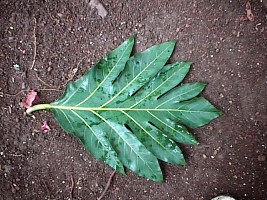 Artocarpus altilis