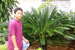 peter_cycad04.jpg (37007 bytes)