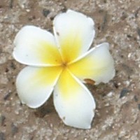 Plumeria obtusa