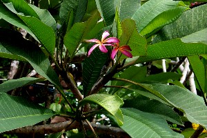 Plumeria rubra