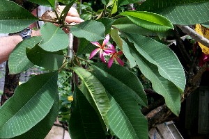 Plumeria rubra