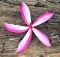 Plumeria rubra