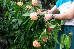 Ixora casei orange