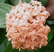 Ixora casei orange