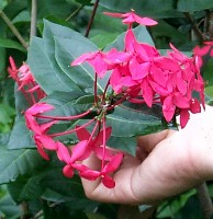 suprina_ixora_coccinea_red02.jpg (17853 bytes)