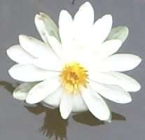 Nymphaea spp.