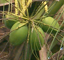 Cocos nucifera