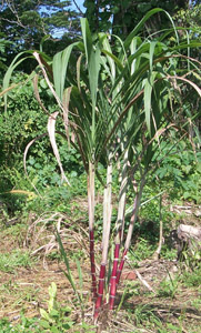 saccharum_officinalis.jpg (40676 bytes)