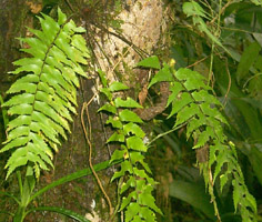 Asplenium polyodon